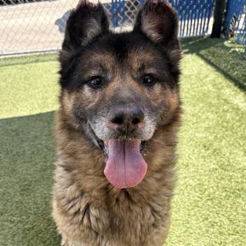 Cain -  Husky and Mixed Breed Dog for Adoption in Hawthorne, California - Cain | PetCurious