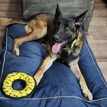 Rescue German Shepherd Dog Dogs for Adoption in Tulsa, Oklahoma - Manny | PetCurious