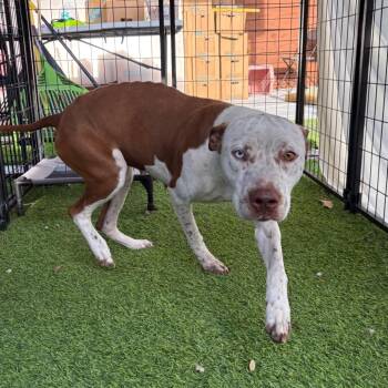 American Staffordshire Terrier Dogs Available for Adoption in Tampa, Florida - Phoenix | PetCurious