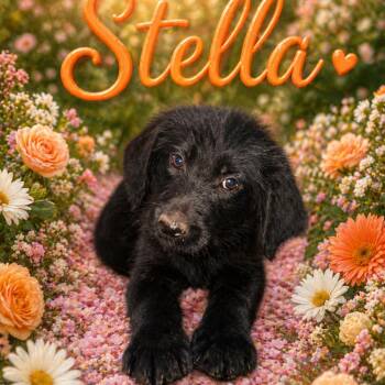 Standard Poodle and Black Labrador Retriever Dogs Available for Adoption in Hohenwald, Tennessee - Stella | PetCurious