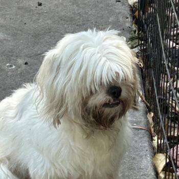 Lhasa Apso Dogs Available for Adoption in Sarasota, Florida - Missy Lhasa | PetCurious