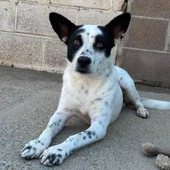 Shelby -  Mcnab and Mixed Breed Dog for Adoption in Nashville, Tennessee - Shelby | PetCurious