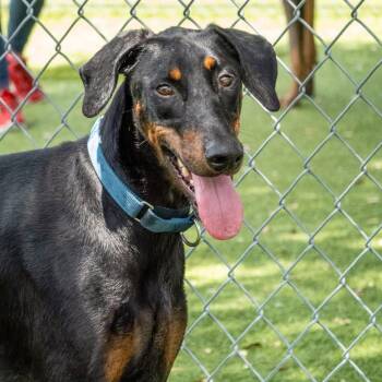 Stitch 3588 -  Doberman Pinscher Dog for Adoption in Oakland Park, Florida - Stitch 3588 | PetCurious