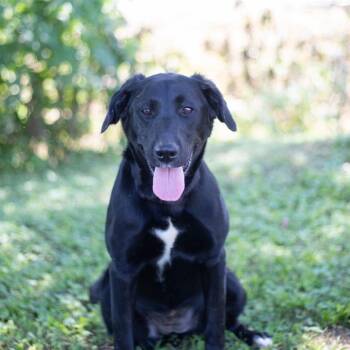 Dot -  Black Labrador Retriever and None Dog for Adoption in Brownsboro, Alabama - Dot | PetCurious