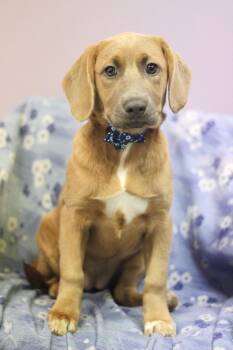 Beagle Dogs Available for Adoption in Manchester, New Hampshire - Flower In NH! Come Meet Our Adoptable Dogs Wednesday-Saturday. M | PetCurious