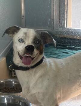 Banjo -  Mixed Breed Dog for Adoption in Fort Collins, Colorado - Banjo | PetCurious