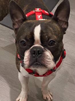 George in ID -  Boston Terrier Dog for Adoption - George In ID | PetCurious
