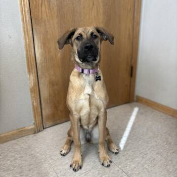 Shepherd and Mixed Breed Dogs Available for Adoption - Liliana***ADOPTION PENDING*** | PetCurious