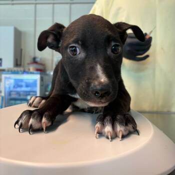 Mixed Breed Dogs Available for Adoption in Huntington, West Virginia - Dill | PetCurious