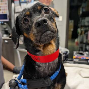 Tally -  Miniature Dachshund and Mixed Breed Dog for Adoption in Tampa, Florida - Tally | PetCurious