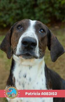 Patricia -  Plott Hound Dog for Adoption in Mobile, Alabama - Patricia | PetCurious