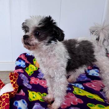 Shih Tzu Dogs Available for Adoption - Gabby | PetCurious