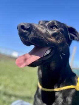 Mixed Breed Dogs Available for Adoption in Washington Court House, Ohio - Cindy | PetCurious