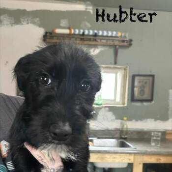 Terrier Dogs Available for Adoption in Niagara Falls, Ontario - Hubter (20260421-05) | PetCurious