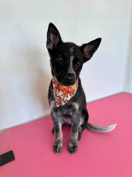 Ladybug -  Australian Cattle Dog Blue Heeler Dog for Adoption in Richmond, Kentucky - Ladybug | PetCurious