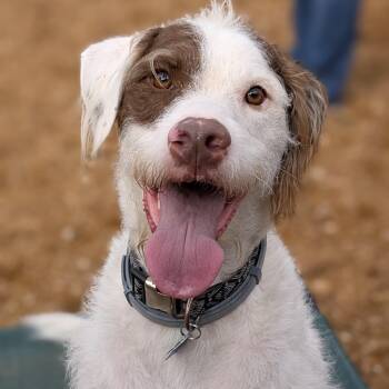 Rascal -  Standard Poodle Dog for Adoption - Rascal | PetCurious