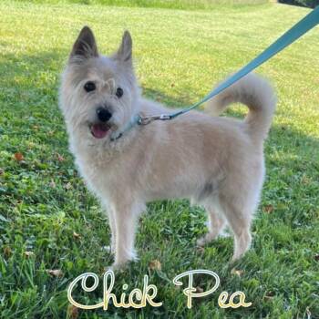 Chick Pea -  Cairn Terrier and Mixed Breed Dog for Adoption in Hillsboro, Ohio - Chick Pea | PetCurious