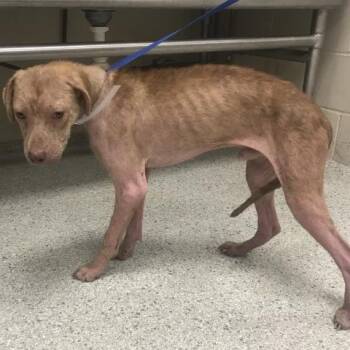A431598 -  Labrador Retriever and Mixed Breed Dog for Adoption in Conroe, Texas - A431598 | PetCurious
