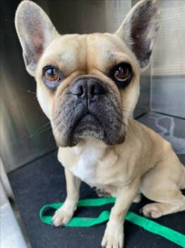 Rescue French Bulldog Dogs for Adoption in Woodland, California - *LAVENDER | PetCurious