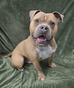Pit Bull Terrier Dogs Available for Adoption - Oso | PetCurious