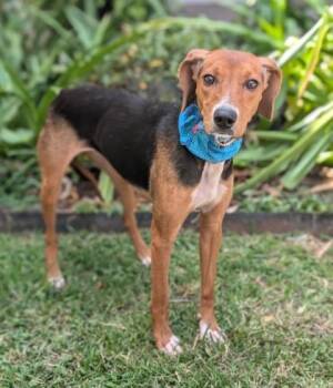 Olive -  Hound Dog for Adoption in Gulfport, Mississippi - Olive | PetCurious