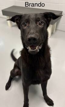 Rescue German Shepherd Dog and Labrador Retriever Dogs for Adoption in Topeka, Kansas - Brando | PetCurious