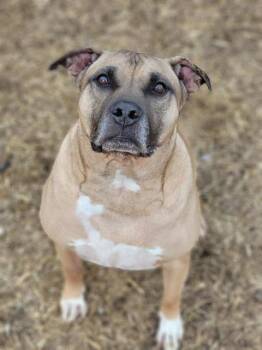 TY -  Pit Bull Terrier Dog for Adoption in Indianapolis, Indiana - TY | PetCurious