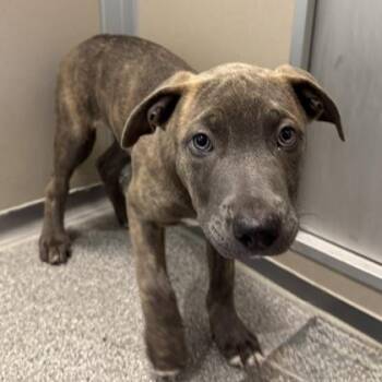 Black Beard -  Mixed Breed Dog for Adoption in Bellevue, Washington - Black Beard | PetCurious