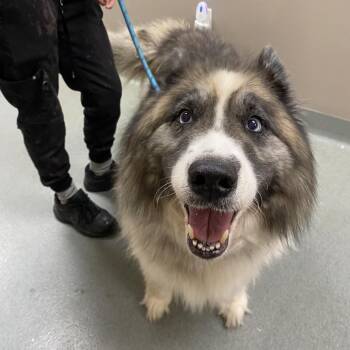 Kira -  Husky Dog for Adoption in Westminster, California - Kira | PetCurious