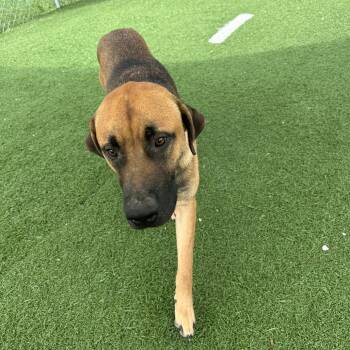 Dirk -  Shepherd Dog for Adoption in Batavia, Ohio - Dirk | PetCurious