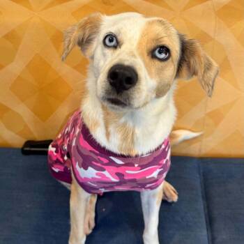 Sally -  Australian Shepherd Dog for Adoption in Bethel, Connecticut - Sally | PetCurious