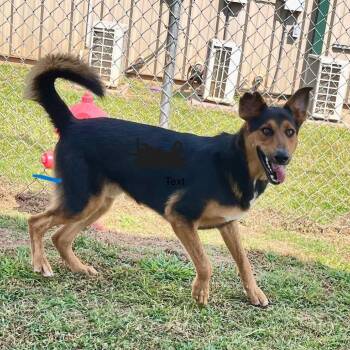 Mixed Breed Dogs Available for Adoption - Mack | PetCurious