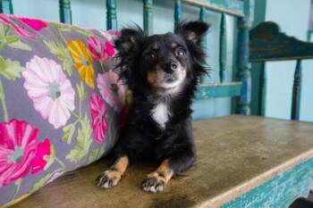 Paprika -  Papillon and Dachshund Dog for Adoption in San Antonio, Texas - Paprika | PetCurious