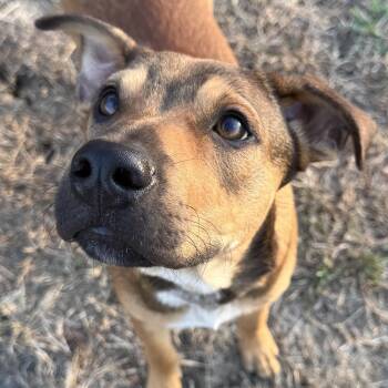 Hoss -  Australian Cattle Dog Blue Heeler and Boston Terrier Dog for Adoption in Krum, Texas - Hoss | PetCurious
