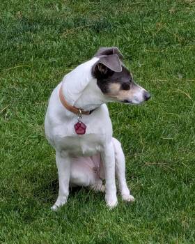Parson Russell Terrier and Rat Terrier Dogs Available for Adoption in Clatskanie, Oregon - Adelaide | PetCurious