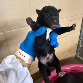 Terrier and Shepherd Dogs Available for Adoption in Edinburg, Texas - Coleman | PetCurious