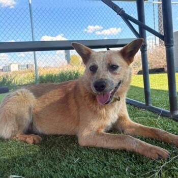 Cattle Dog Dogs Available for Adoption in Idaho Falls, Idaho - Sable | PetCurious