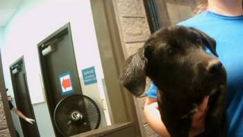 Rescue Anatolian Shepherd and Mixed Breed Dogs for Adoption in Tulsa, Oklahoma - A177305 | PetCurious