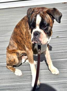 Emiko -  Boxer Dog for Adoption in Monticello, New York - Emiko | PetCurious