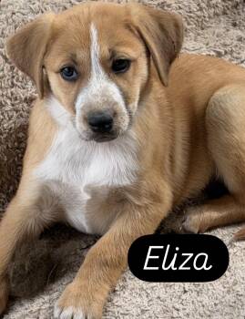 Beagle and Labrador Retriever Dogs Available for Adoption in Gilbert, Arizona - Eliza | PetCurious