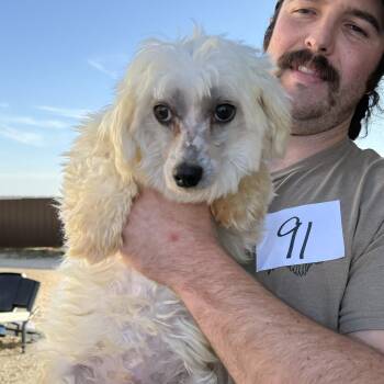 Rescue Maltese Dogs for Adoption in Columbia, South Carolina - Casper | PetCurious