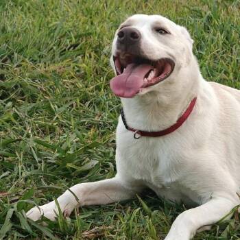 Sailor -  Labrador Retriever Dog for Adoption in Liverpool, Texas - Sailor | PetCurious