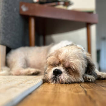 Rescue Mixed Breed Dogs for Adoption in San Francisco, California - Shaggy | PetCurious