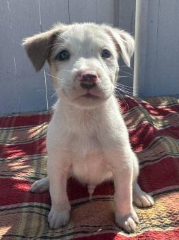 Rescue Australian Shepherd and Pit Bull Terrier Dogs for Adoption in Newport Beach, California - Slugger | PetCurious