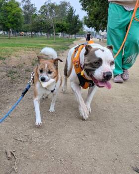 American Bully Dogs Available for Adoption in West Hollywood, California - Butterball | PetCurious