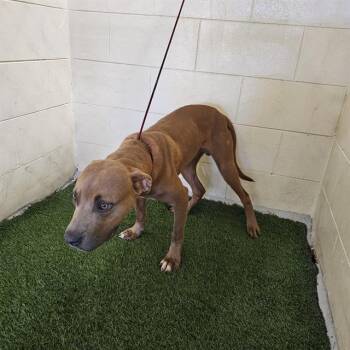 Rescue American Bulldog and Mixed Breed Dogs for Adoption in Winter Haven, Florida - A1247645 | PetCurious
