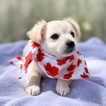Wonder -  Jack Russell Terrier and Cattle Dog Dog for Adoption in Boerne, Texas - Wonder | PetCurious