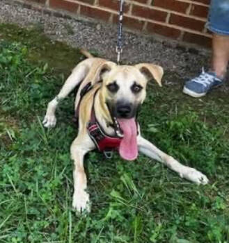 Rescue Shepherd and Mixed Breed Dogs for Adoption in Chester, Maryland - Zack | PetCurious