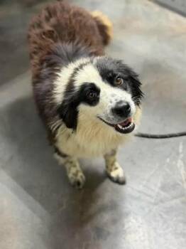 Ivy -  Border Collie Dog for Adoption in Munfordville, Kentucky - Ivy | PetCurious