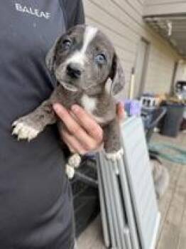 Dachshund Dogs Available for Adoption - Hank | PetCurious